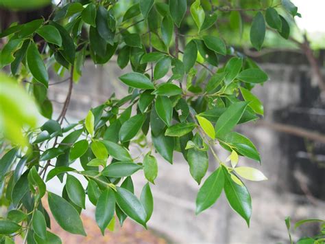 門口避邪|各種避邪植物：抹草（茉草）、榕樹葉、芙蓉葉 – G. T. Wang